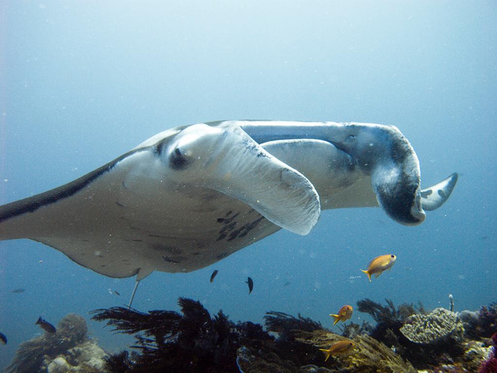 לבואן באג'ו Blue Marlin Dive Komodo מראה חיצוני תמונה